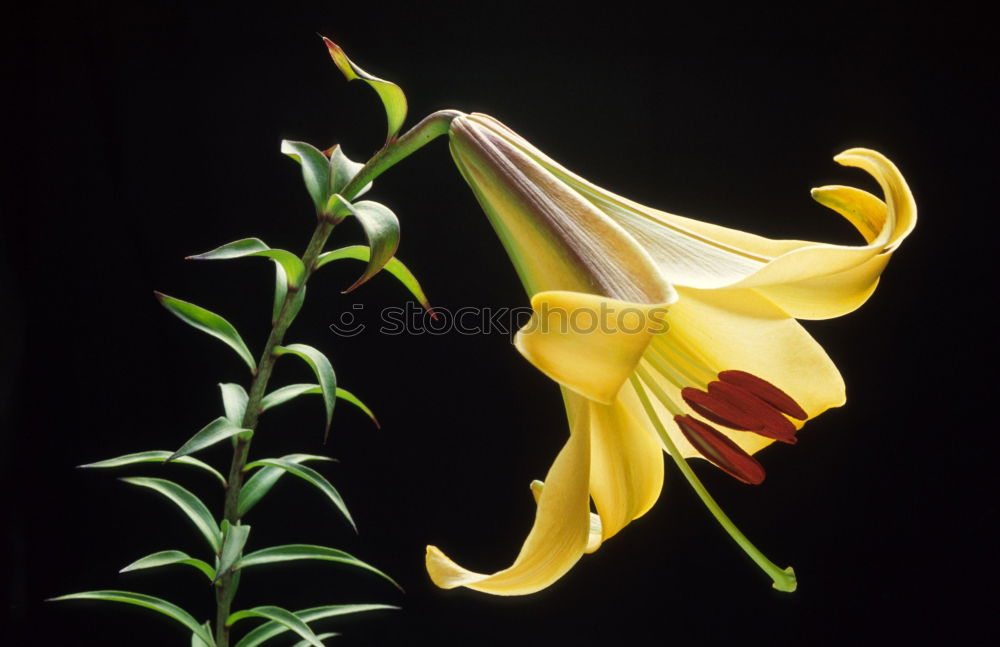 Similar – lily-shaped tulip Nature