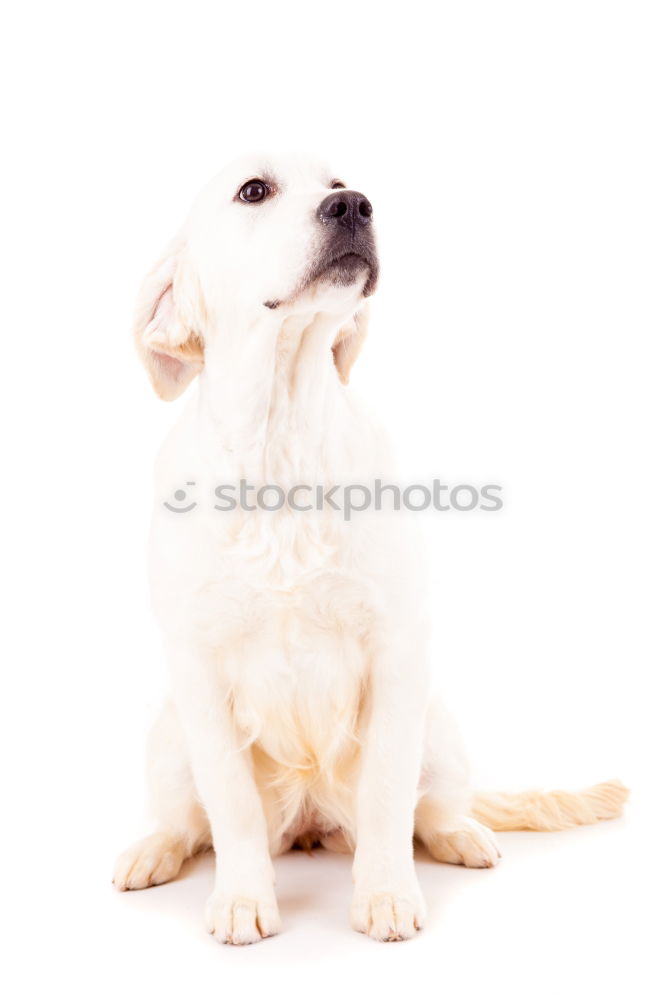 Similar – Image, Stock Photo portrait outdoors of a cute small dog smiling