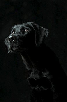 Similar – Cute dog looking through window