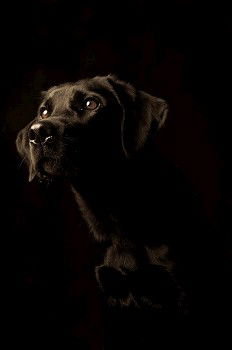 Similar – Cute dog looking through window