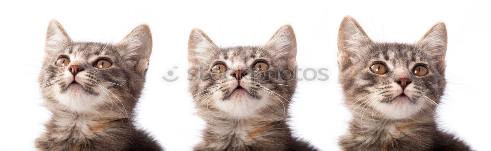 cute maine coon kitten standing on glass table eyes closed