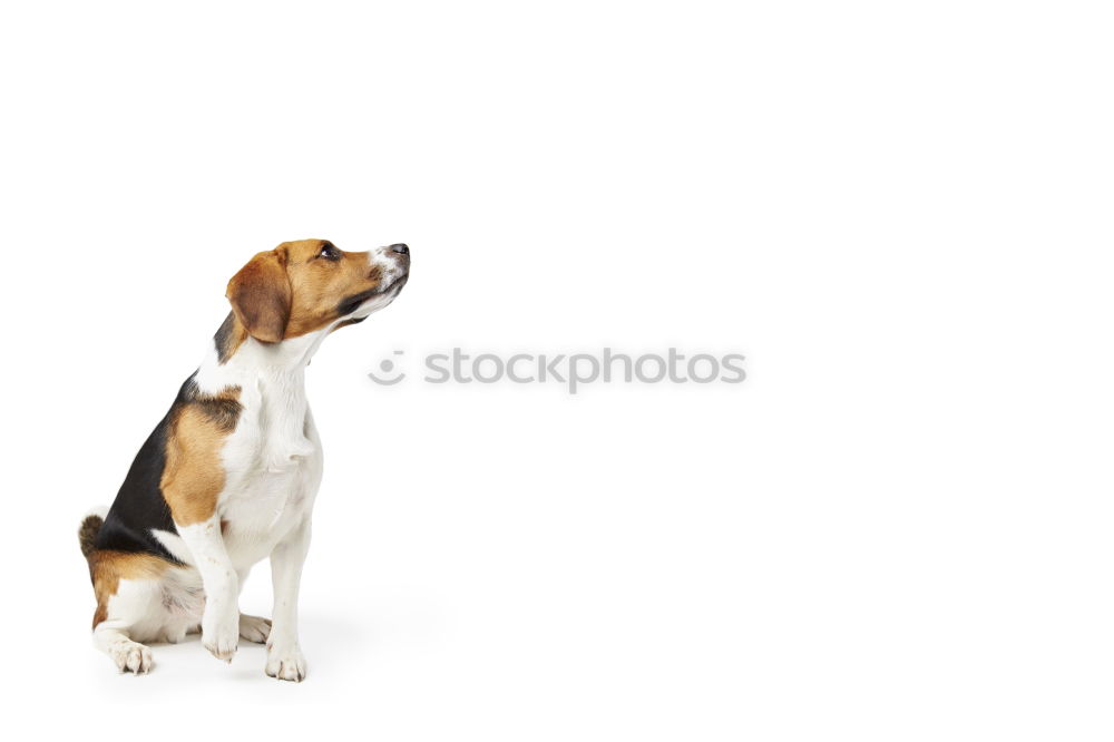 Similar – Beagle from behind Dog