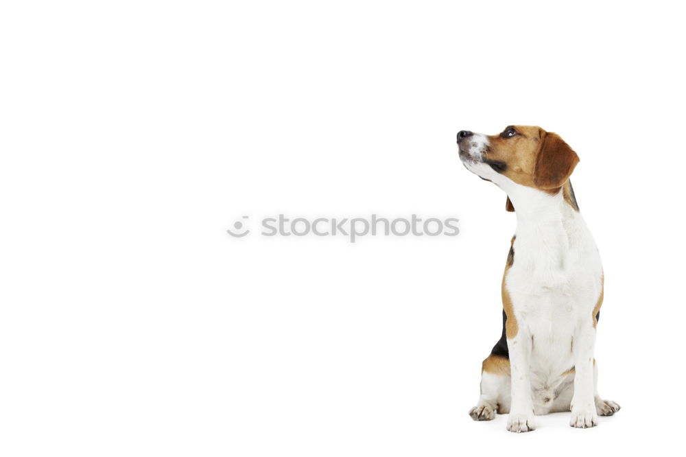 Similar – Beagle from behind Dog