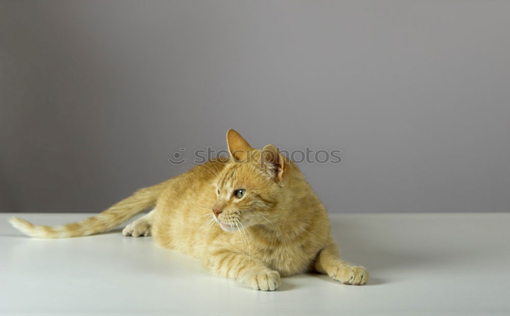 Image, Stock Photo Easter bunny with a difference #3