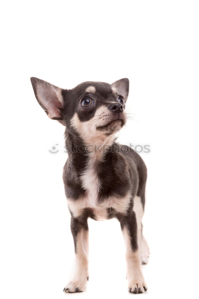 Similar – Image, Stock Photo Boston Terrier Summer