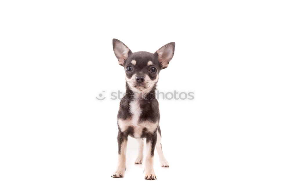 Similar – Image, Stock Photo Puppy looking at camera. Lovely gray Mini pinscher.