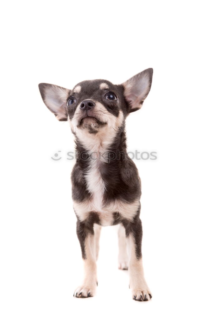 Similar – Image, Stock Photo Boston Terrier Summer