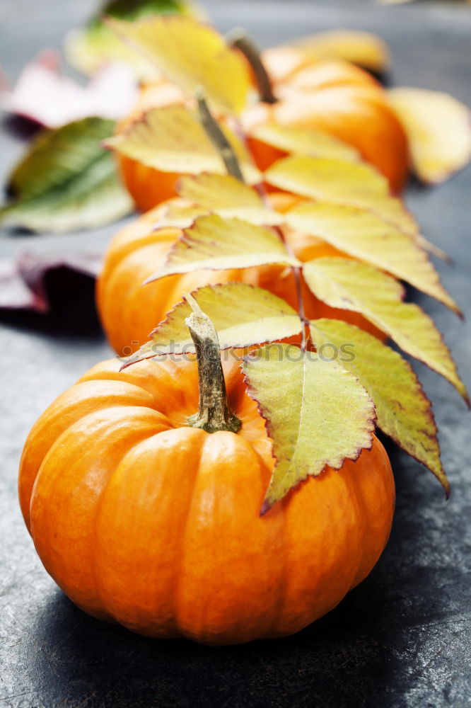 Similar – Image, Stock Photo Half pumpkin with seeds and cooking spoon