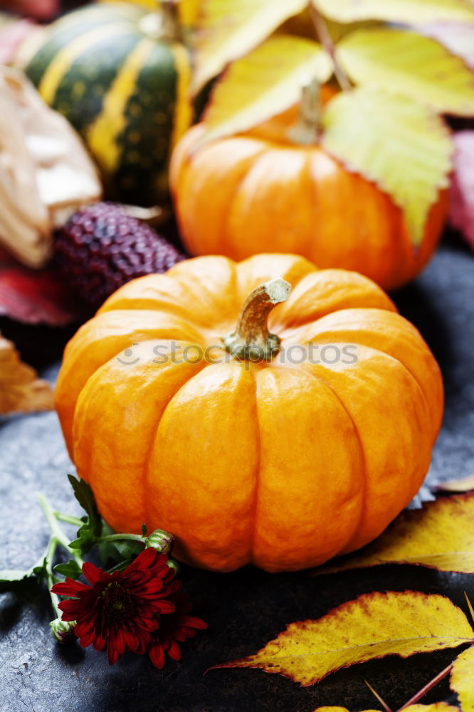 Similar – Pumpkin with colourful autumn leaves