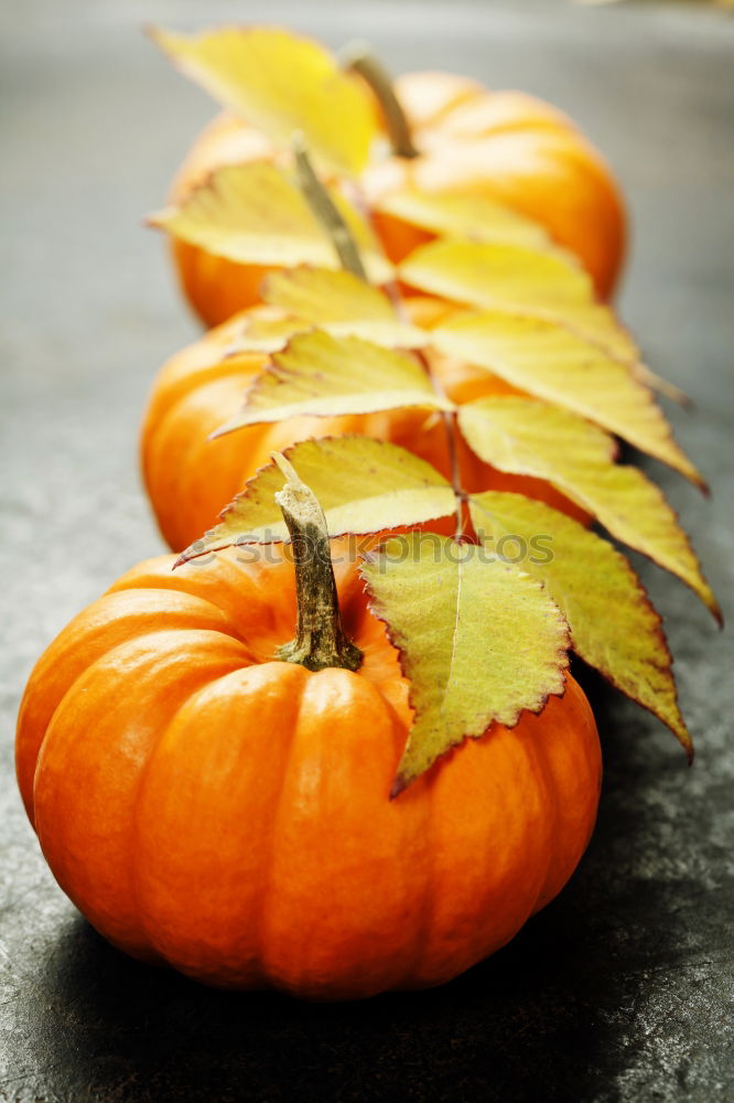 Similar – Image, Stock Photo Half pumpkin with seeds and cooking spoon