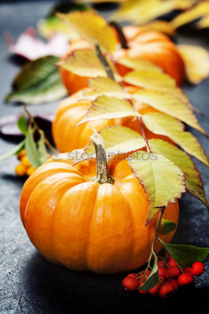 Similar – Image, Stock Photo Half pumpkin with seeds and cooking spoon