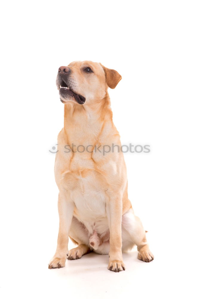 Similar – Image, Stock Photo hmm spring Dog Labrador