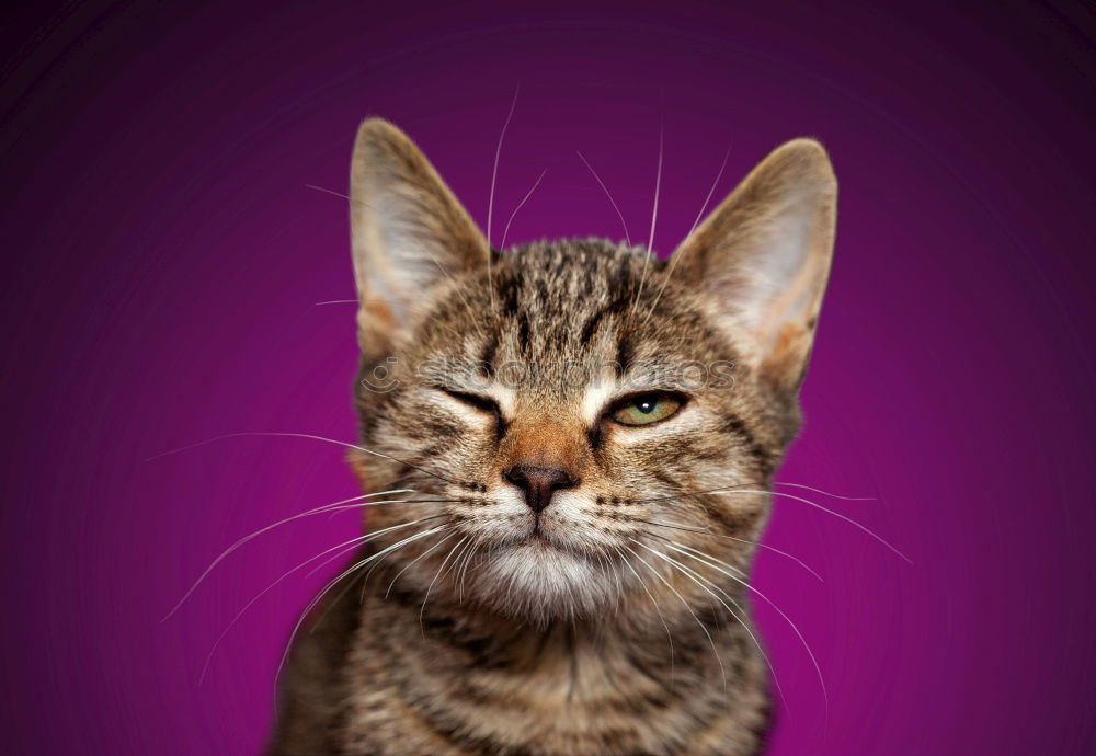 Similar – fluffy silver shaded british shorthair cat portrait on brown background