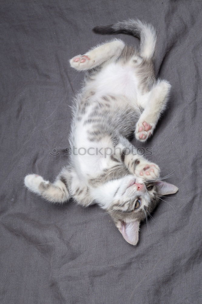 Similar – Image, Stock Photo Lotta at 30° C Cat Fatigue