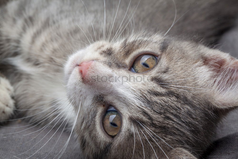 Similar – Foto Bild sweet cat (colour)