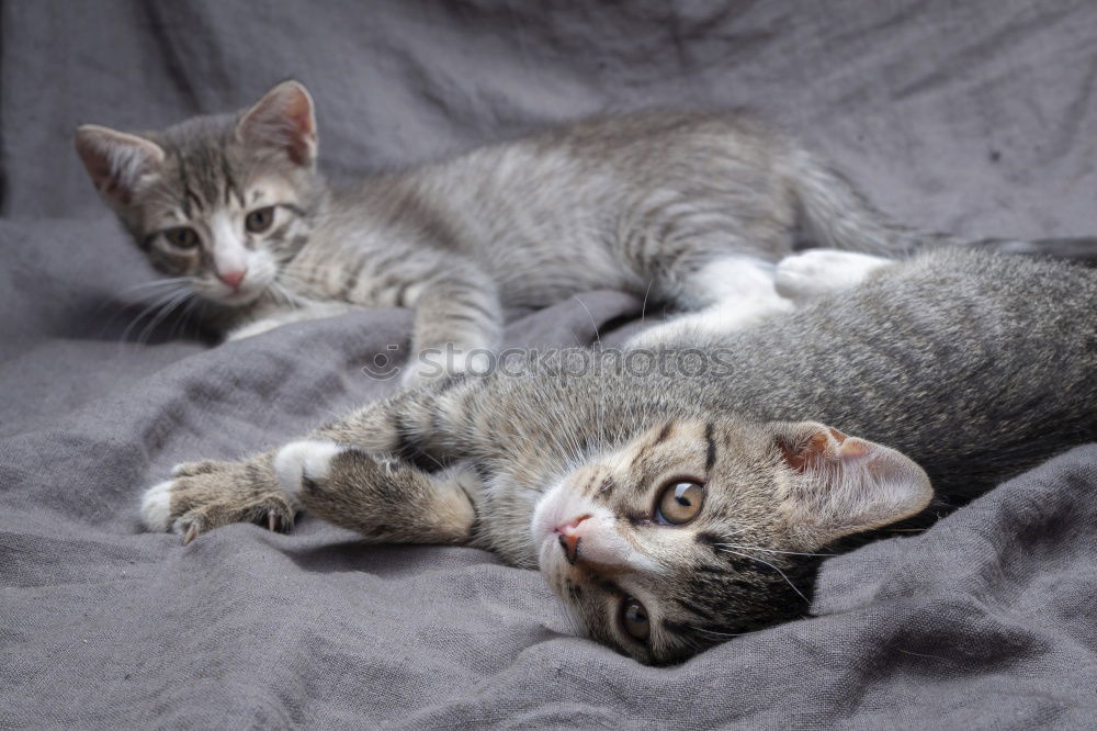 Similar – Image, Stock Photo twins Cat 2 Animal