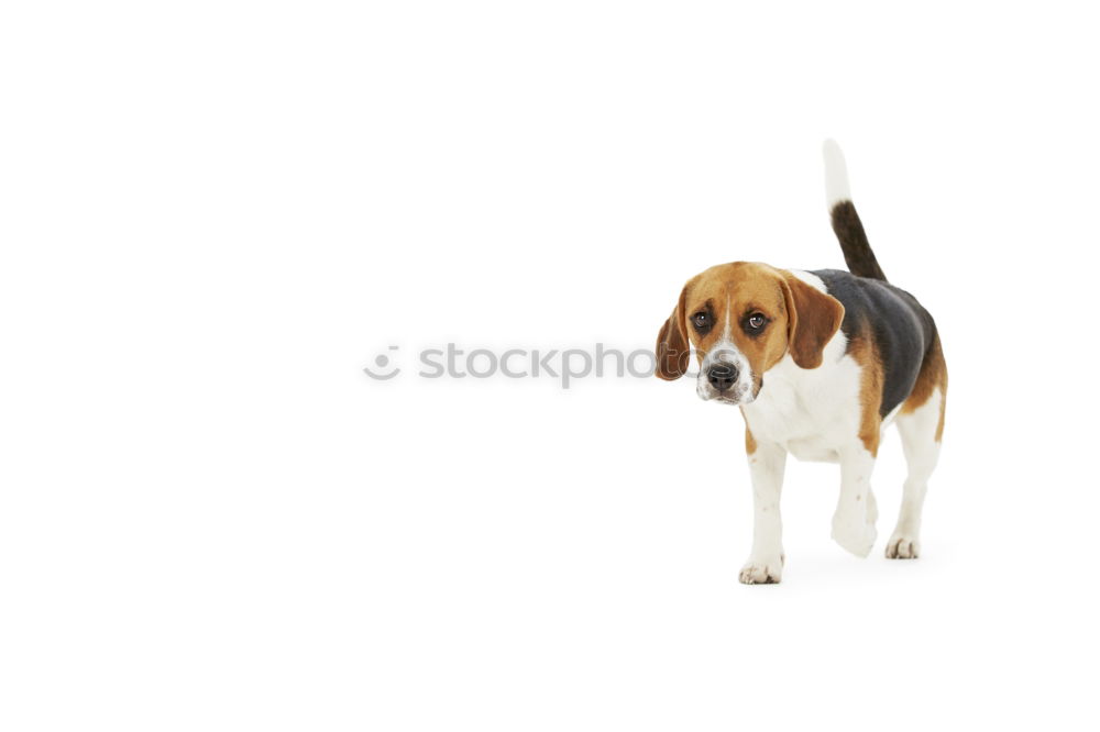 Similar – Beagle from behind Dog