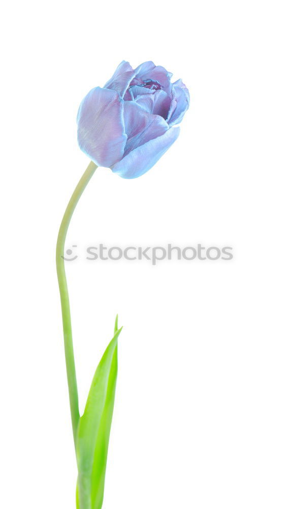Similar – Image, Stock Photo French flax, linum narbonense,