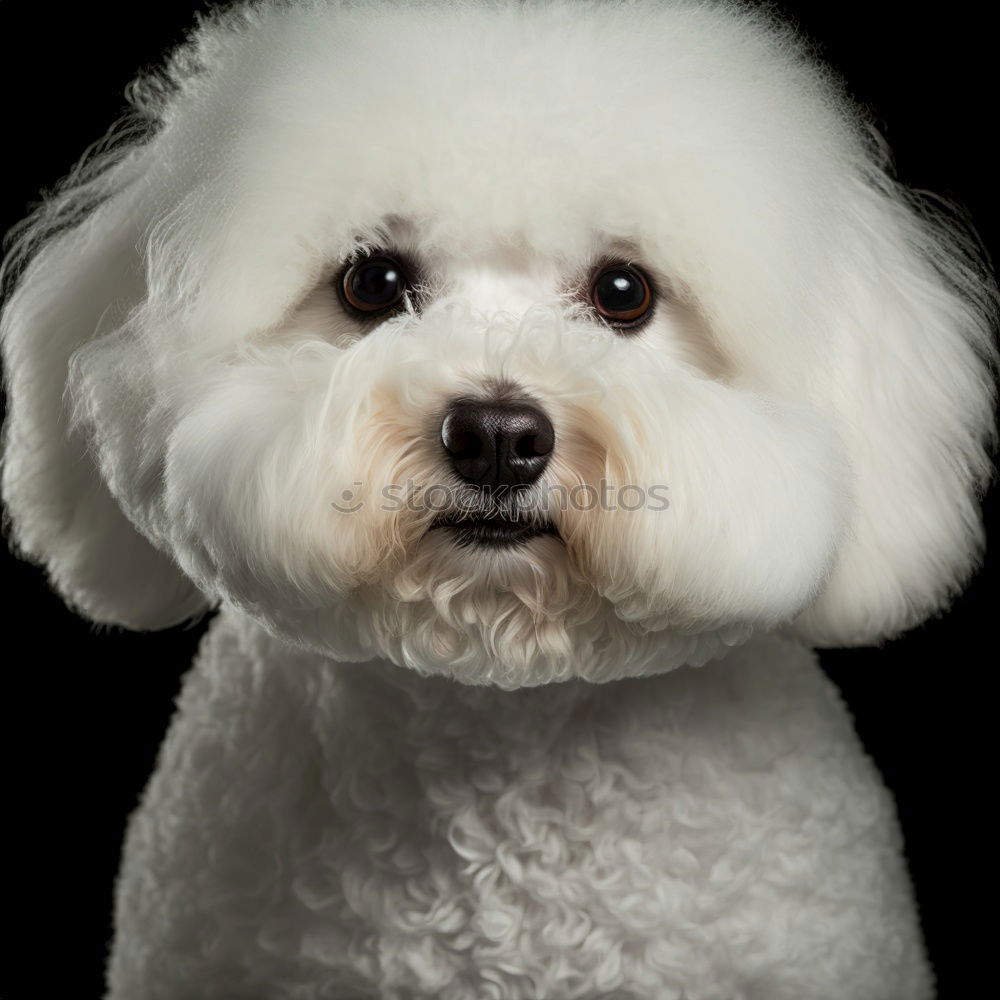 Similar – Image, Stock Photo bobtail Animal Pet Dog