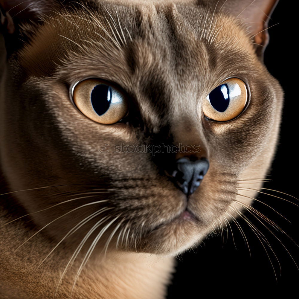 Similar – Image, Stock Photo diesel Cat Kitchen Window