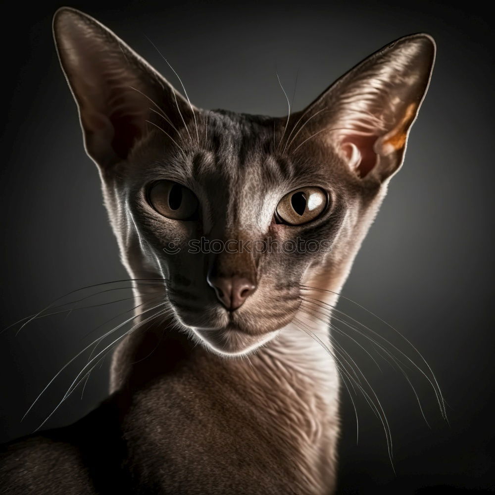 Similar – Image, Stock Photo I see inside you…. Cat