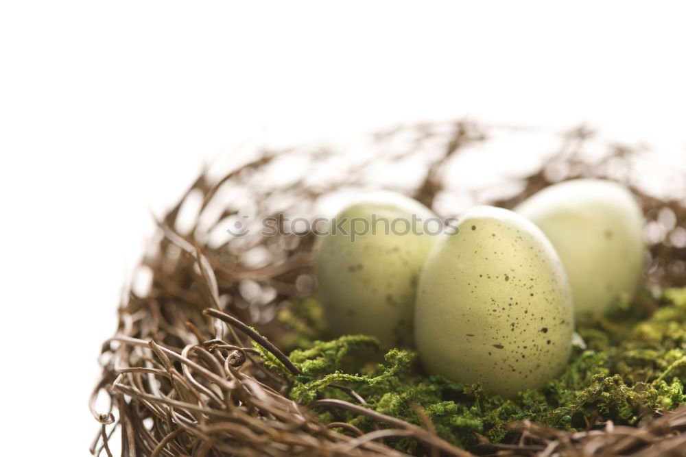 Similar – triple Eggs Nature