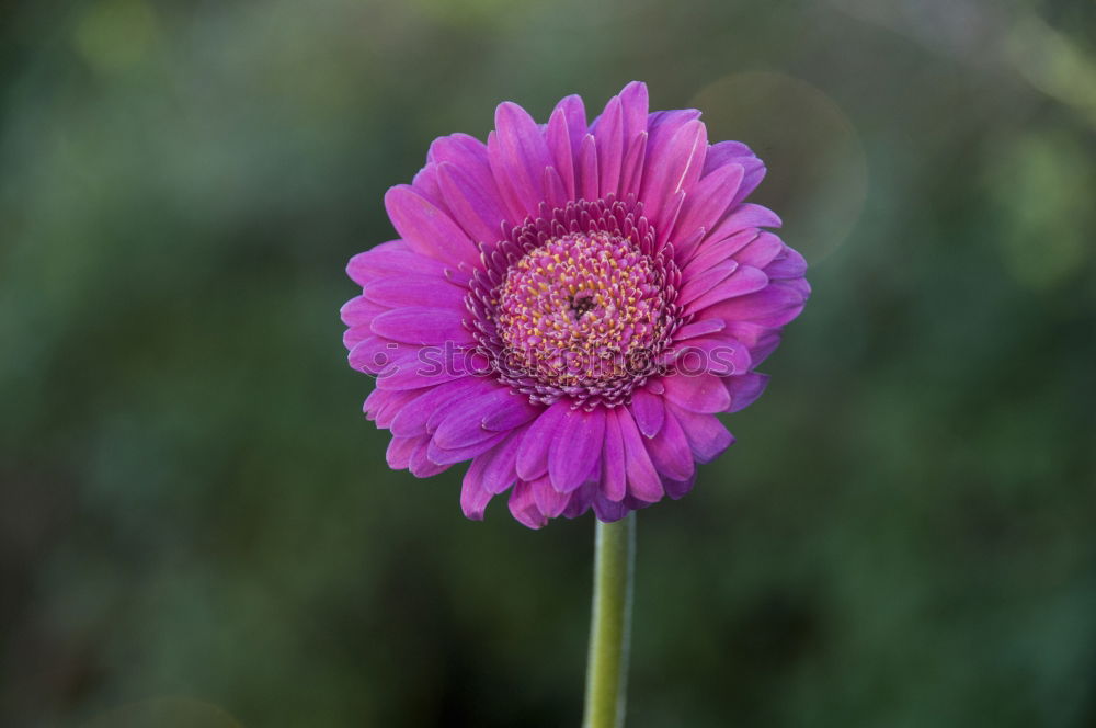 Similar – Image, Stock Photo autumn asters Wellness