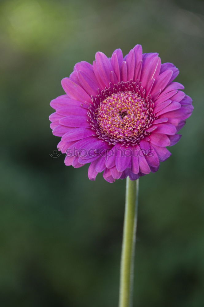 Similar – Image, Stock Photo autumn asters Wellness