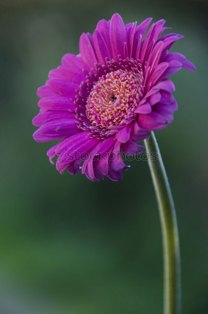 Similar – Image, Stock Photo Flower blossom pink