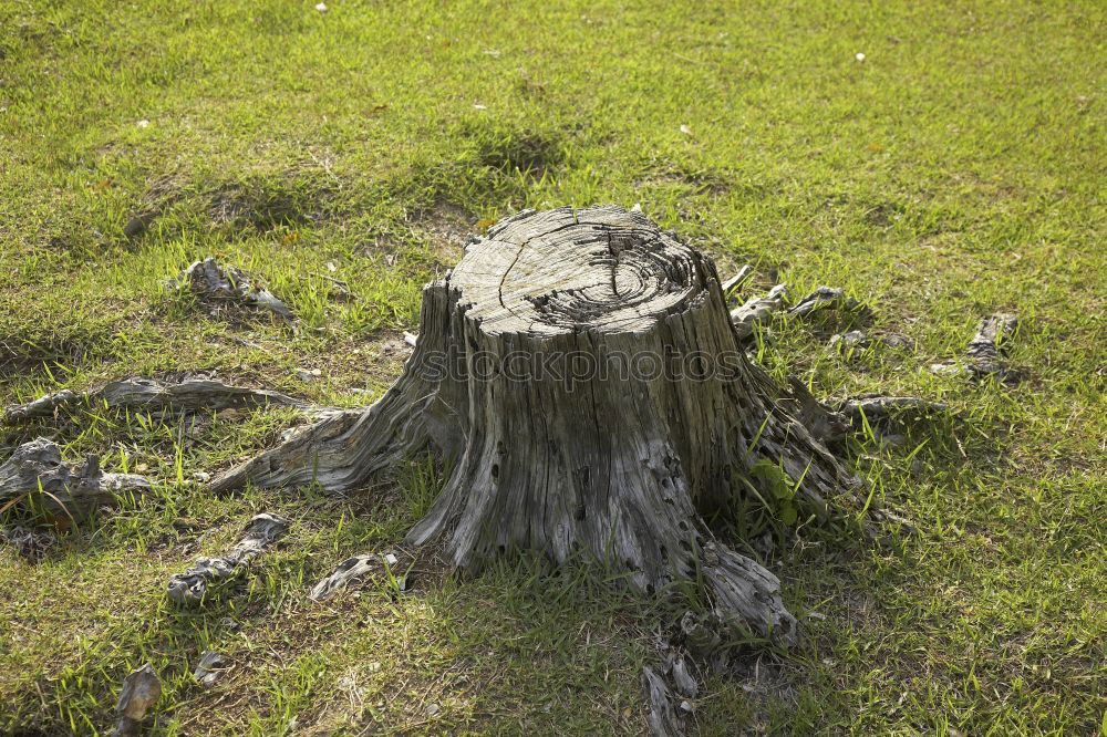 Similar – Image, Stock Photo undermining Meadow