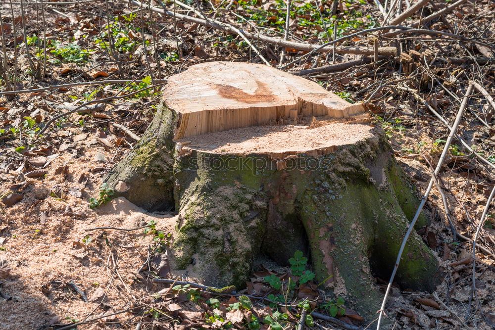 Similar – baumstumpf in der mala fatra