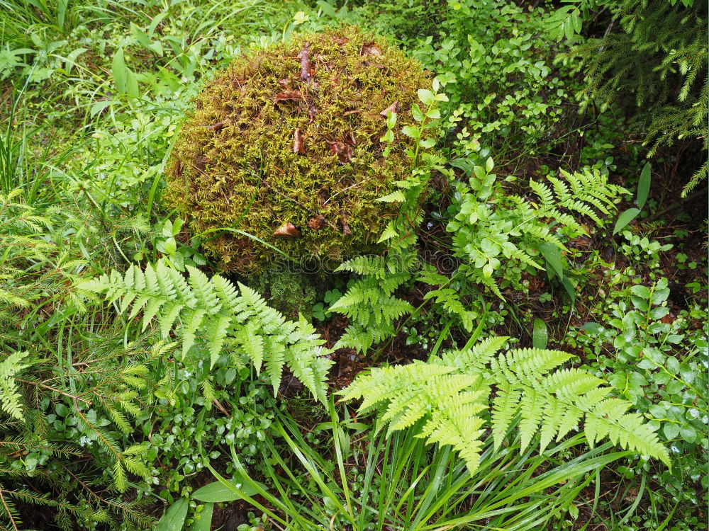 Similar – Nest of the oak tree Life