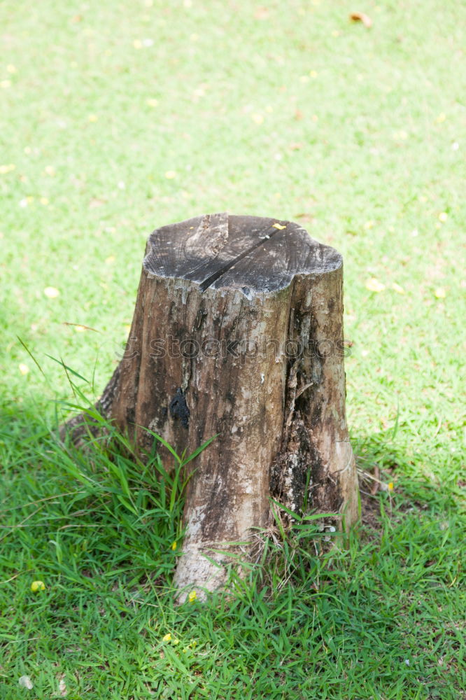 Similar – Foto Bild Mini-Stonehenge Wiese grün