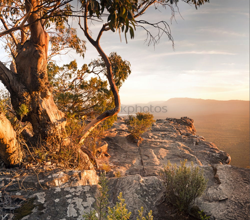 Similar – Image, Stock Photo termite maze Environment