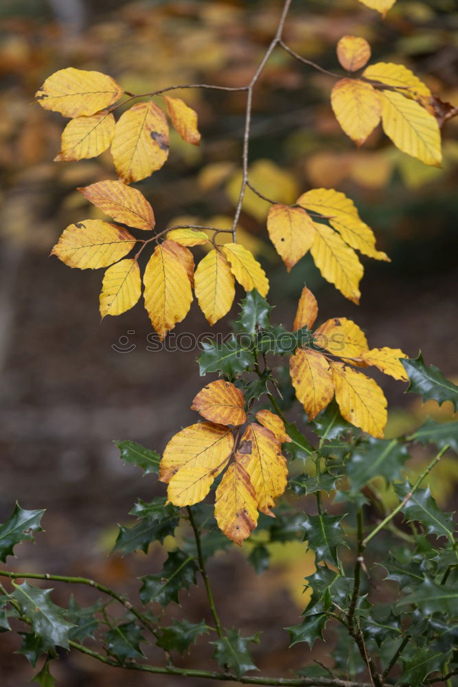 Similar – change of colour Herbst