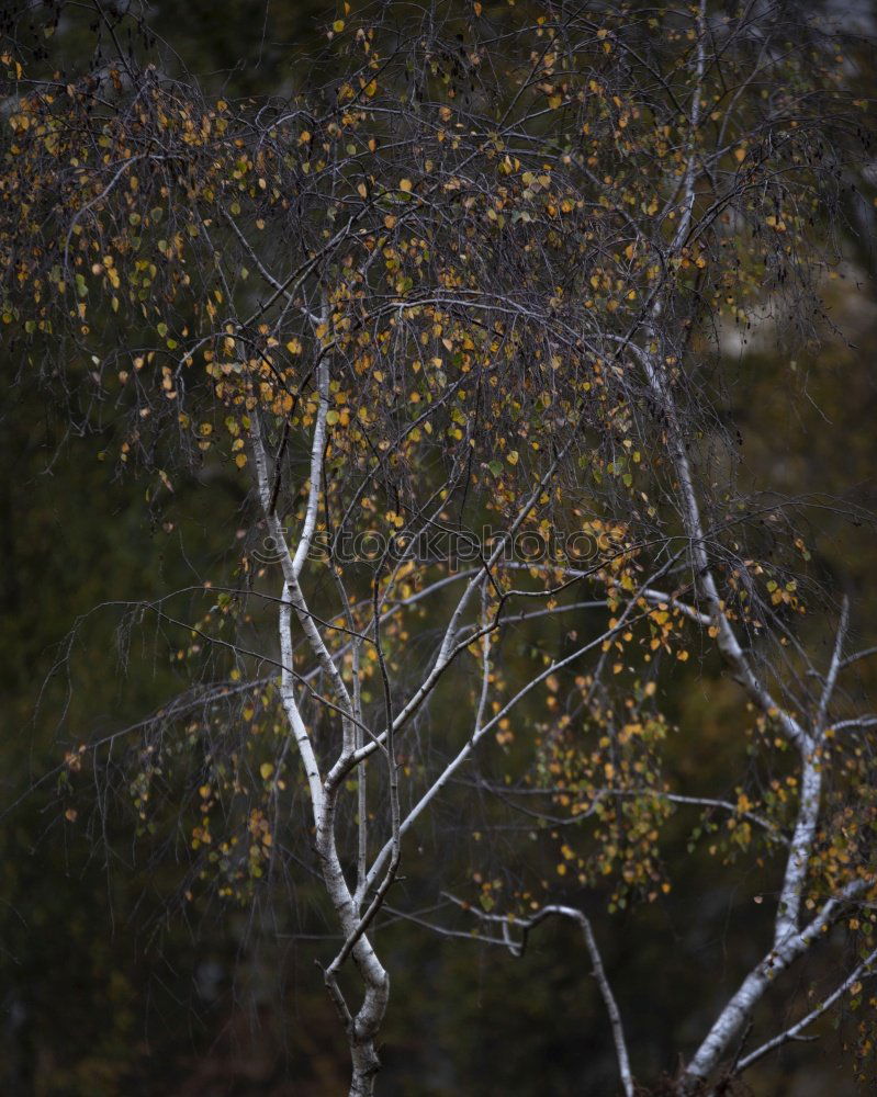 Similar – Image, Stock Photo Leaf curtain with light leaves