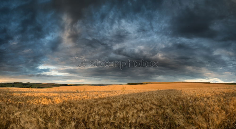 Similar – Image, Stock Photo autumn mood Autumn Field