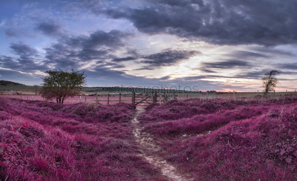 Similar – sunset at lavender field