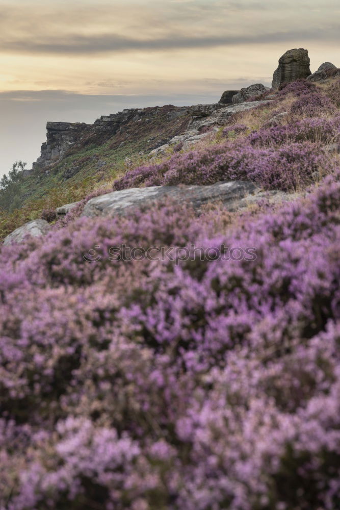 Similar – Image, Stock Photo Heath Landscape in Wales