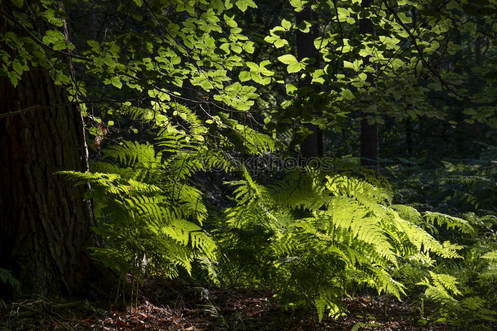 Similar – Image, Stock Photo fresh green fern leaf grows on a wooden bridge