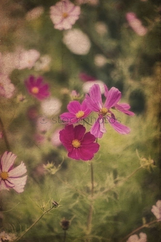 Similar – Image, Stock Photo Summer Flowers Environment