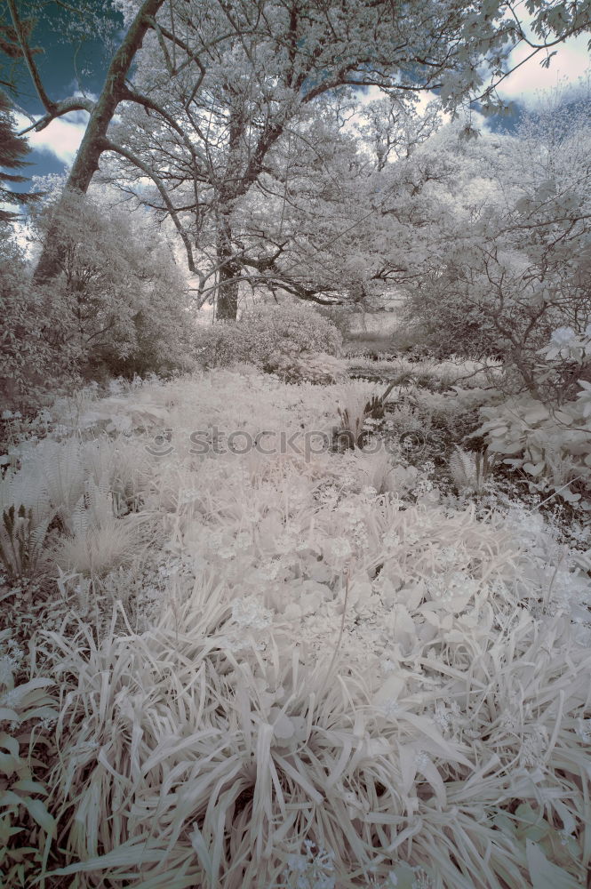 Similar – Foto Bild Dünenlandschaft im Winter