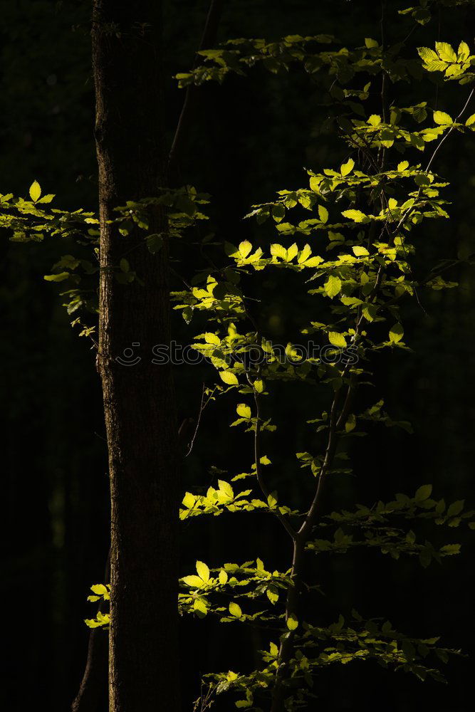 Similar – Licht in Sicht Wald Baum