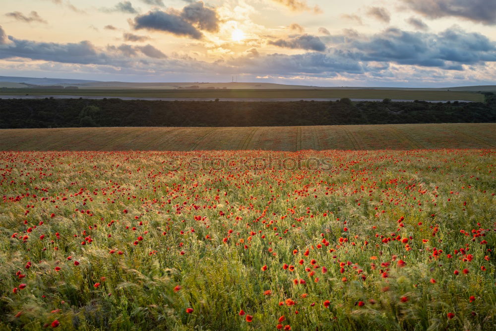 Similar – Image, Stock Photo idyllic Environment Nature