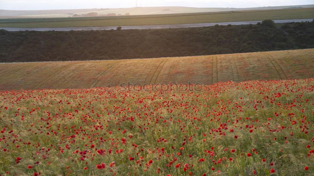 Similar – Image, Stock Photo idyllic Environment Nature