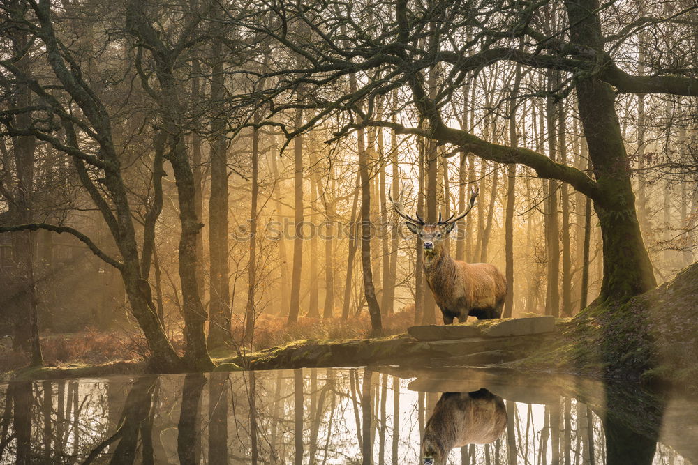 Similar – A little deer stands in the forest