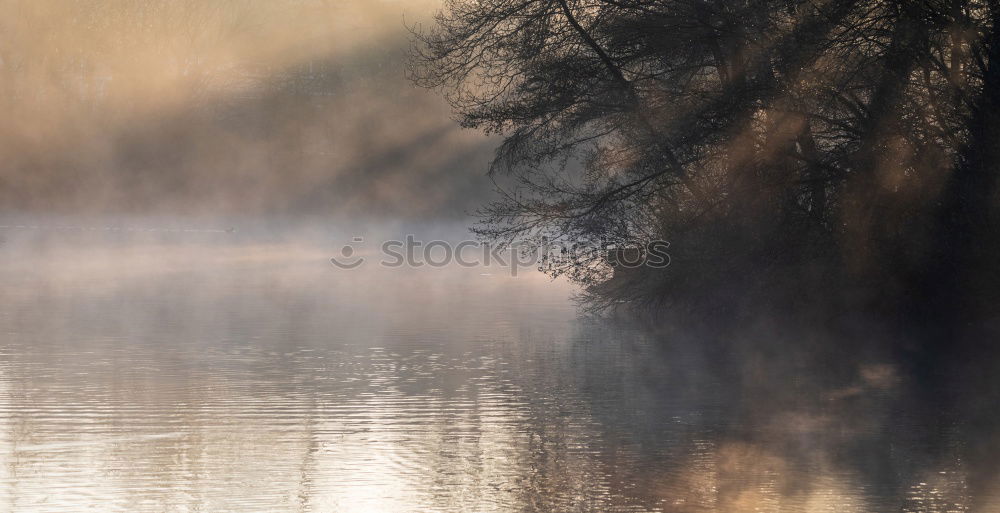 Similar – Foto Bild Schweigen im Walde Natur