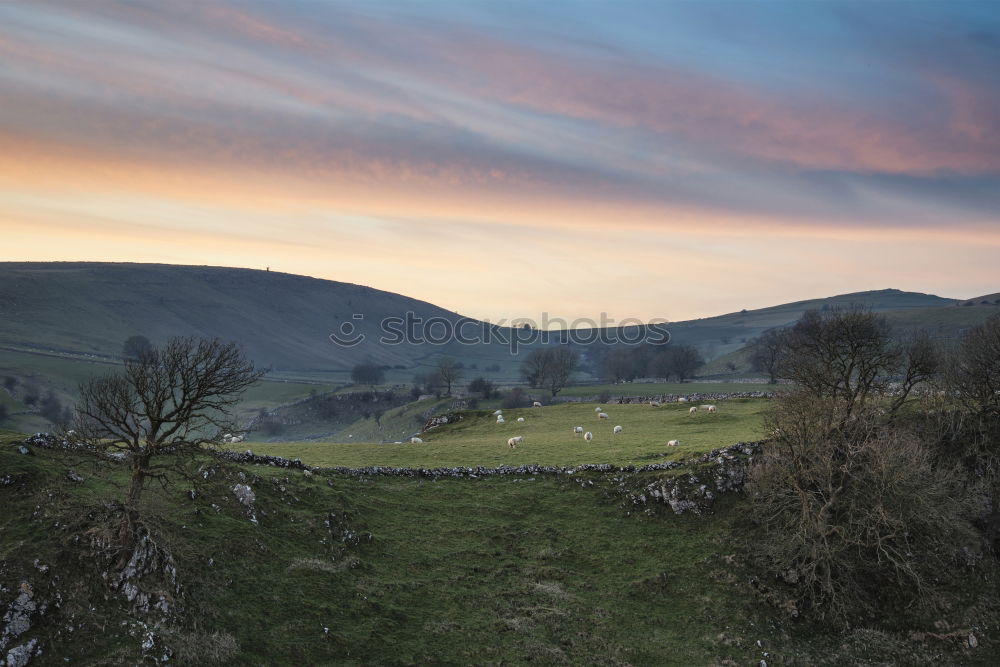 Similar – Dartmoor Pony Relaxation