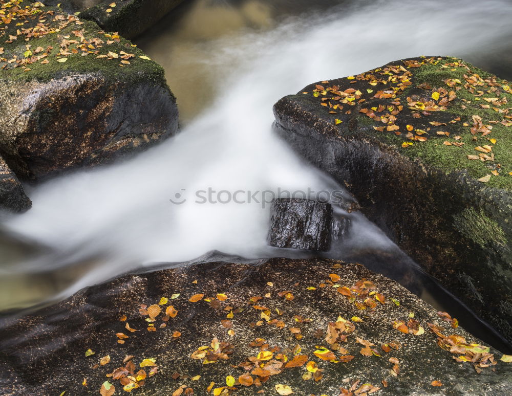 Similar – Pilze! Umwelt Natur Herbst