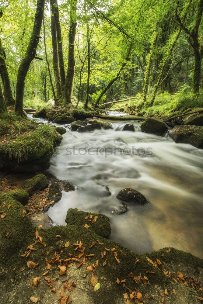 Similar – The Creek at the Yoro Waterfall in Gifu, Japan